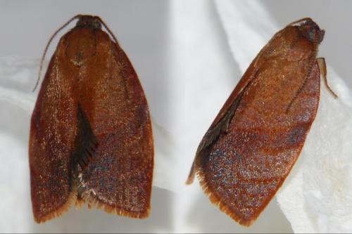 Réf. 193 253 : Cacoecimorpha pronubana